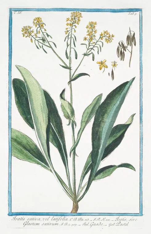 Watercolor painting of a flowering plant with broad green leaves and yellow flowers.