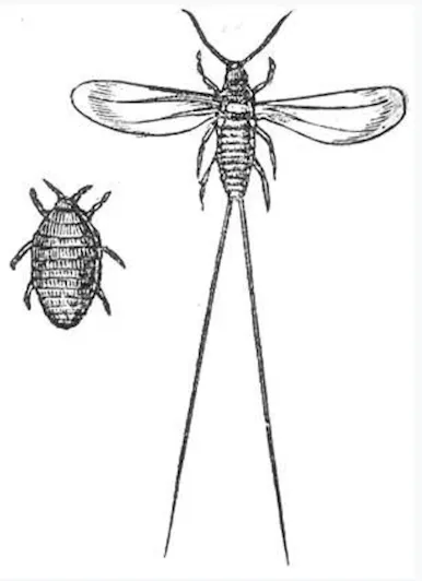 Illustration comparing a winged insect and a wingless insect side by side.