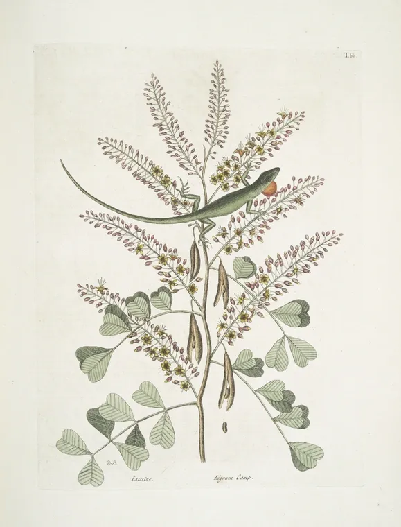 Illustration of a bird perched on a flowering plant branch with green leaves.