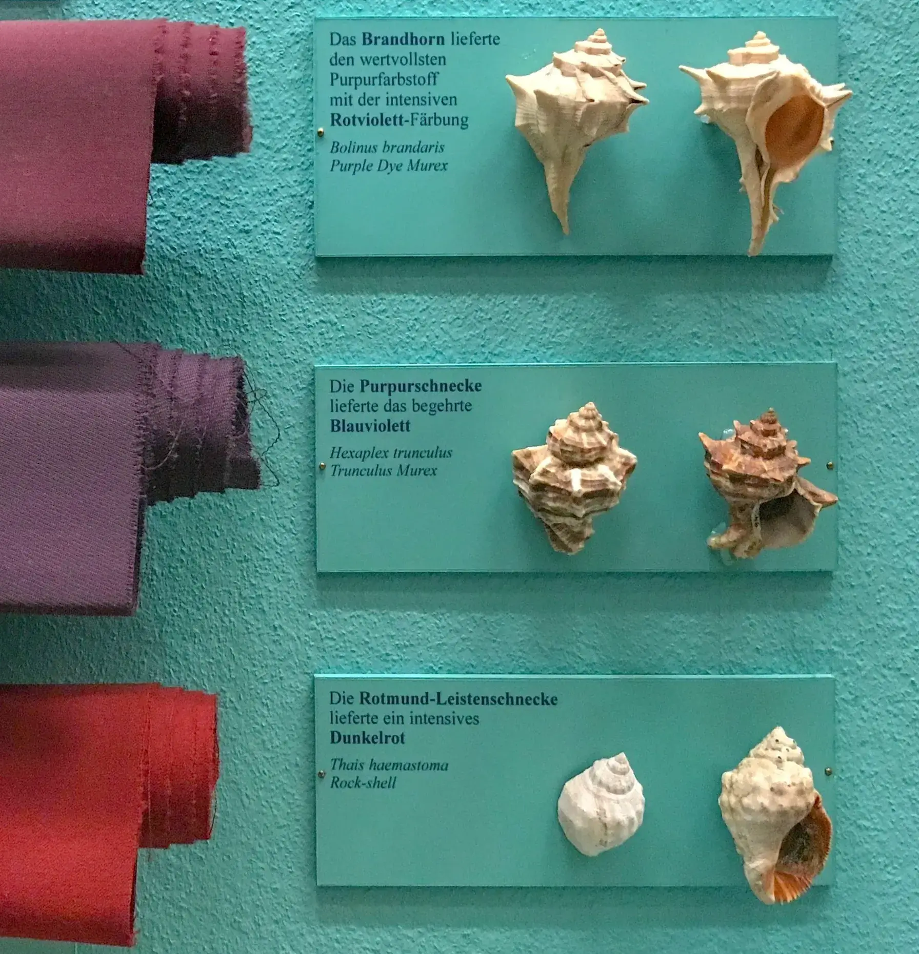 Different seashells displayed with labels on a green background.