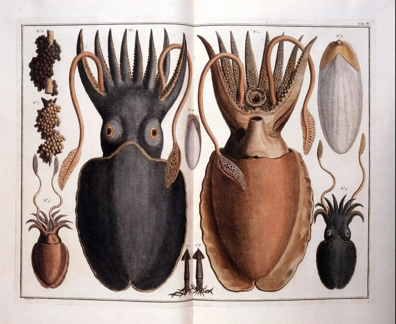 Illustration of two unique squid species with detailed anatomy.